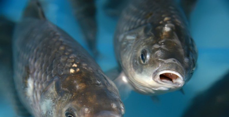 Aquaculture