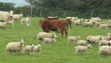 Cattle and Sheep in field, Wicklow, Ireland