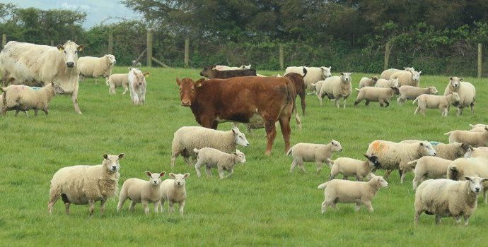 Cattle and Sheep in field, Wicklow, Ireland