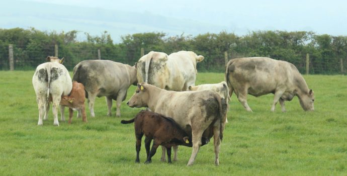 Suckler Cows Wicklow Cattle