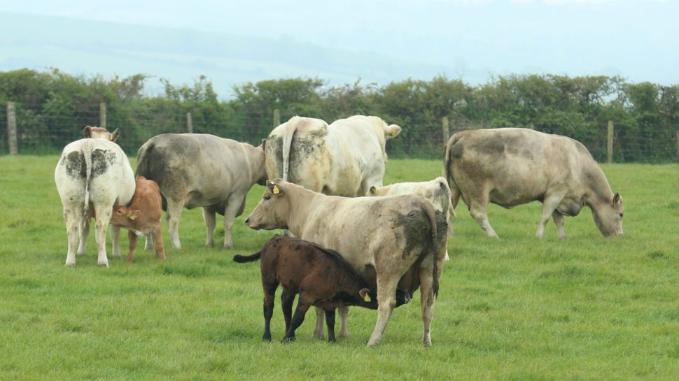 Suckler Cows Wicklow Cattle