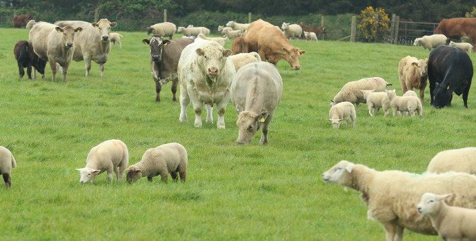 Cattle and Sheep in Wicklow field