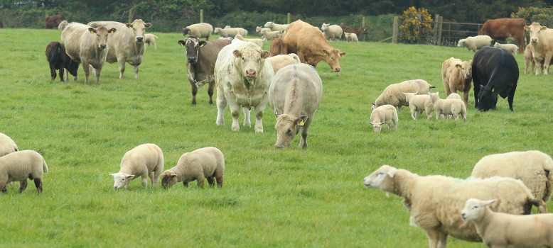 Cattle and Sheep in Wicklow field