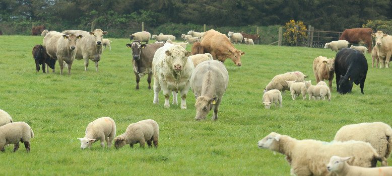 Cattle and Sheep in Wickow Field