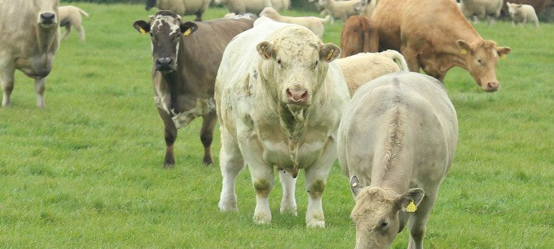 Cattle in Wicklow Field