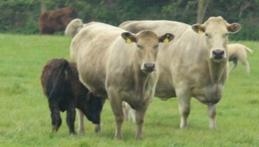 Suckler cattle in field