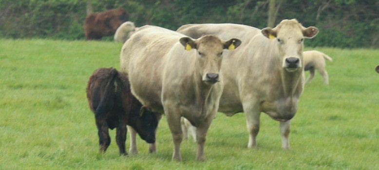 Suckler cattle in field