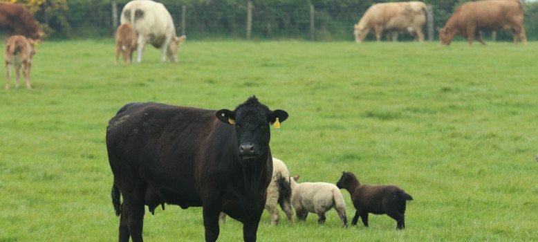 Cattle and Sheep in Wicklow Field, Ireland