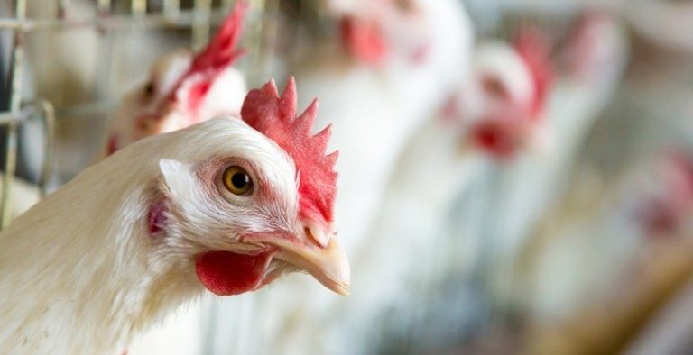 Ifa Poultry Developer Brendan Soden Elected Chair of IFA Poultry Committee - Irish Farmers ...