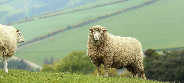 Sheep in Wicklow