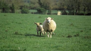 Sheep Welfare Scheme