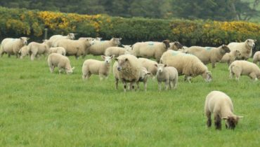 Sheep in Wicklow