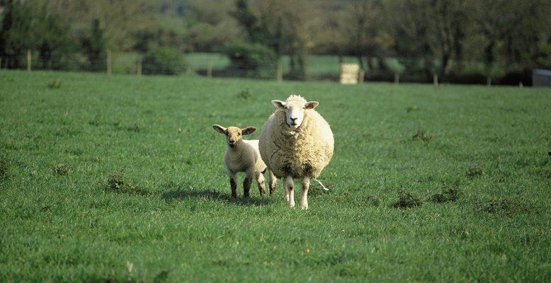 Sheep Welfare Scheme