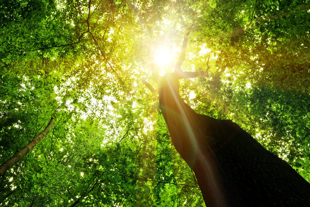 Ash Dieback Climate Action Performance Payment Scheme in Need of ...