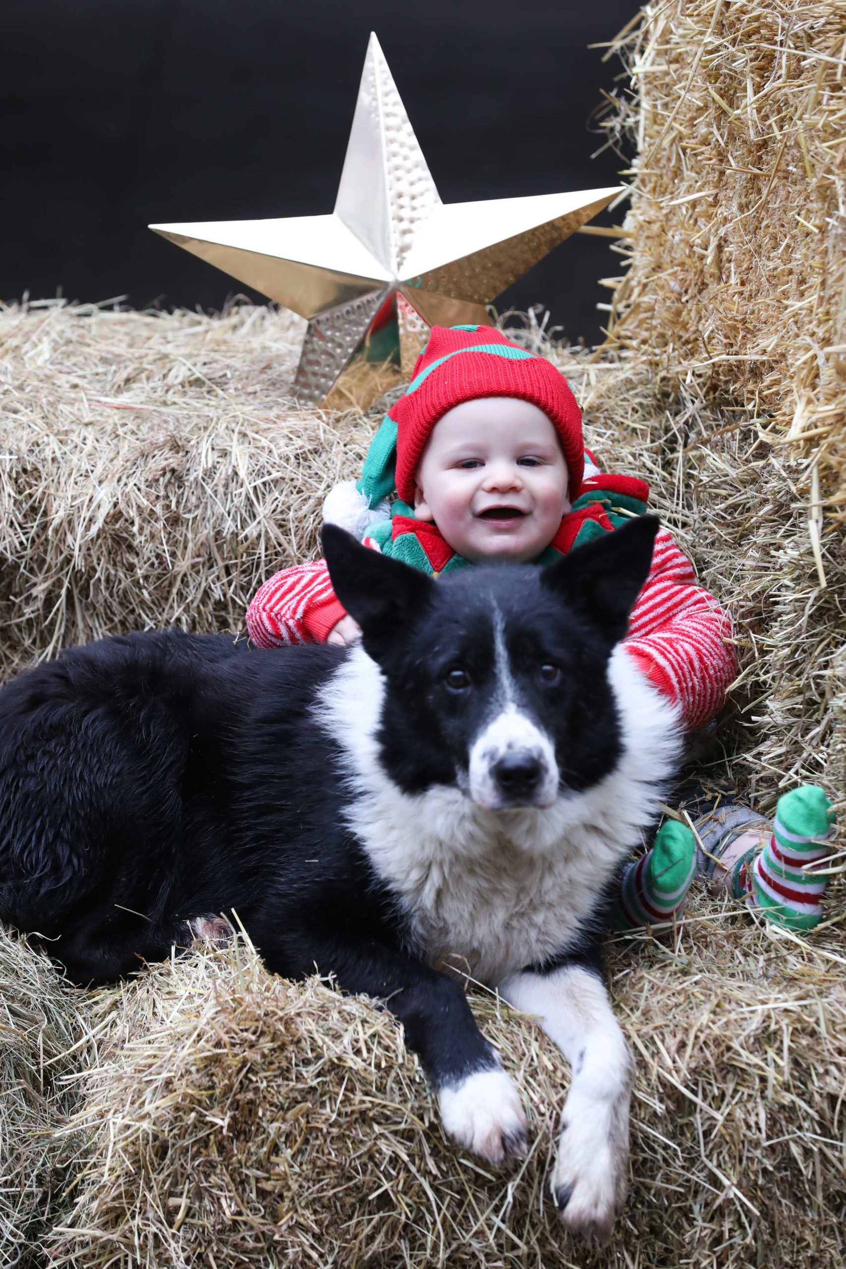 Live Animal Crib Coming to St Stephen's Green Irish Farmers' Association