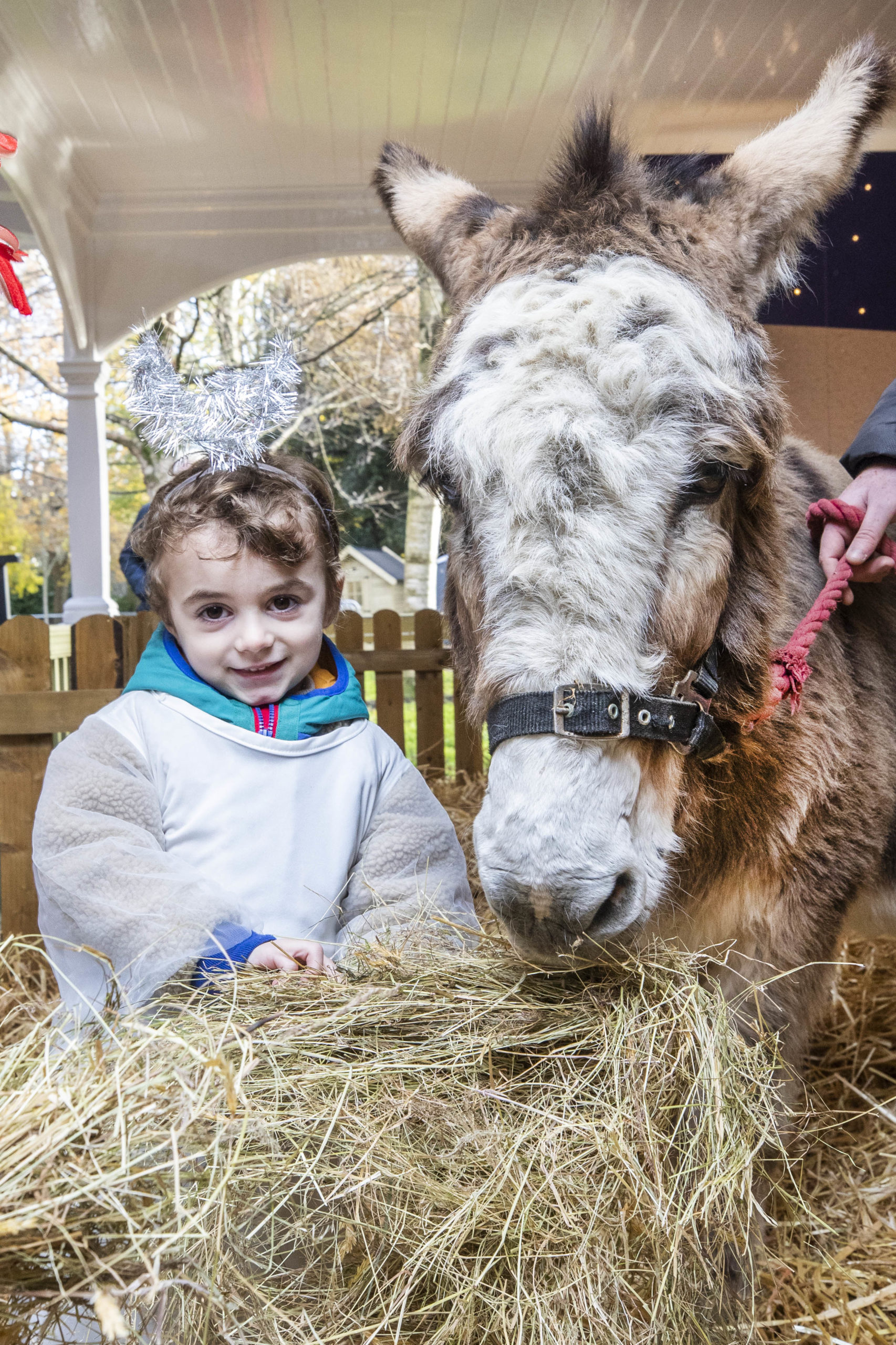 IFA Live Animal Crib Returns to Mansion House for Christmas 2023 Irish Farmers' Association