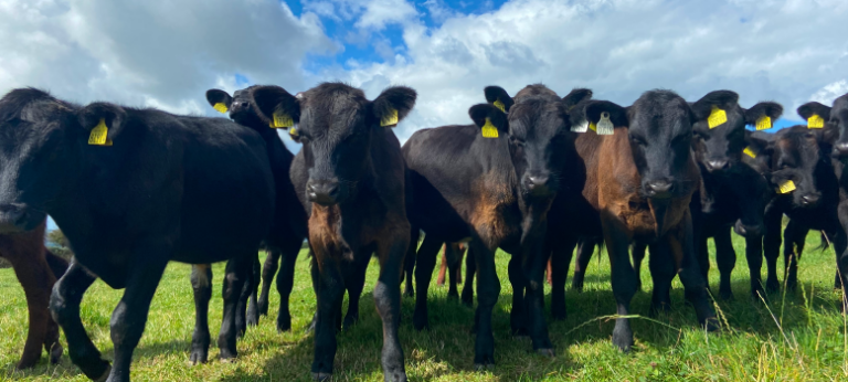 Inclusion of IBR Testing in National Beef Welfare Scheme a Serious ...